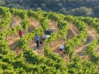 Les vignes en courbe de niveaux