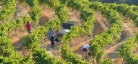 Les vignes en courbe de niveaux
