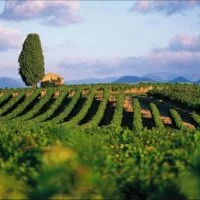 AOP Languedoc