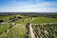 Vignes de Cebene