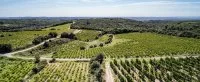 Vignes de Cebene