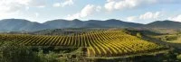 AOP Languedoc