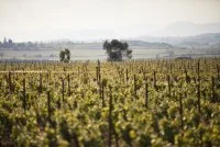 IGP C&ocirc;tes de Thongue
