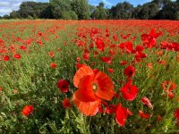 coquelicots cour © chateau coujan