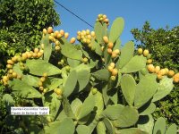 Opuntian Ficus Indica Rubra © Jean-Yves GARDAIS           AUTIGNAC