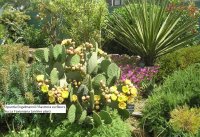 Opuntia Engelmannii f Radtrera en fleurs; Yucca Faxioniana (arrière plan) © Jean-Yves GARDAIS           AUTIGNAC