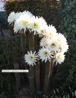 Trichocérus spachianus en fleurs © Jean-Yves GARDAIS          AUTIGNAC