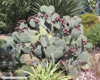 Opuntia Engelmannii f. Rastrera et ses fruits © Jean-Yves GARDAIS         AUTIGNAC