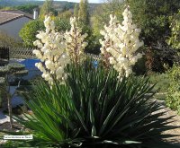 Yucca Gloriosa en fleurs © Jean-Yves GARDAIS        AUTIGNAC