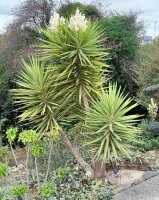 Yucca Jewel en fleurs © Jean-Yves GARDAIS        AUTIGNAC