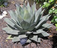 Agave Havardiana  © Jean-Yves GARDAIS        AUTIGNAC