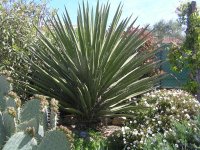 Yucca Faxoniana  © Jean-Yves GARDAIS        AUTIGNAC