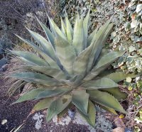 Agave Oeoensis (rare) © Jean-Yves GARDAIS        AUTIGNAC