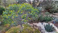 Euphorbia Dendroîdes © Jean-Yves GARDAIS         AUTIGNAC