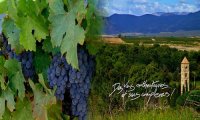 DOMAINE BASSAC © DOMAINE BASSAC