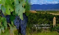 DOMAINE BASSAC &copy; DOMAINE BASSAC