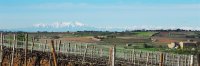 Vignes et le Canigou à l'horizon © Les Chemins de Bassac