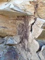Racines de tr&egrave;s vieux carignan dans les schistes &copy; Brigitte chevalier