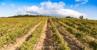 Vigne Les Trois Puechs © olivier lebaron photographies