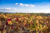 Vigne Les Trois Puechs © olivier lebaron photographies