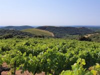 Domaine de Monthélys - vignoble - OT AVANT MONTS 2021 © Henri MONTEUX