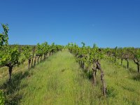 Domaine de Monthélys - vigne - OT AVANT MONTS 2021 © Henri MONTEUX