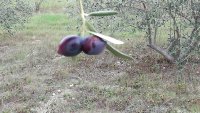 Oliveraie Les Hauts du Vic - 2019.11.09 olives cazilhac -OT AVANT MONTS 2023 © Valette