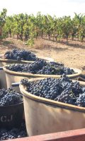 DOMAINE LES FILLES DE SEPTEMBRE LES RAISINS © DOMAINE LES FILLES DE SEPTEMBRE