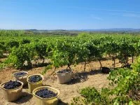 Vendanges &copy; DOMAINE LES FILLES DE SEPTEMBRE