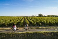 Vignoble_Velo_Puissalicon_-_EXCLUSIF_ADT34_Olivier_Octobre_3_COUV © Olivier Octobre